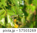 dragonfly 57503269