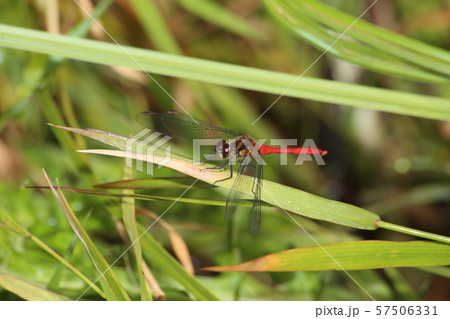 マユタテアカネ 57506331