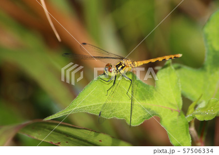 マユタテアカネ マユタテアカネ 57506334