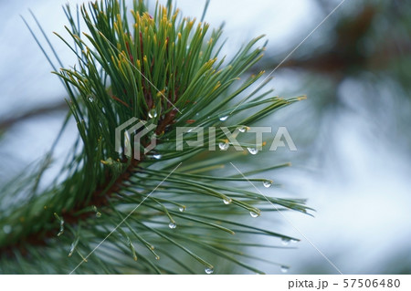 自然 透明 植物 57506480