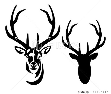 deer stag with big antlers black and white vector portrait 57507417