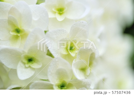 柏葉紫陽花 57507436