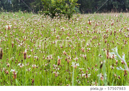 flowering grass in the meadow, blooming green 57507983