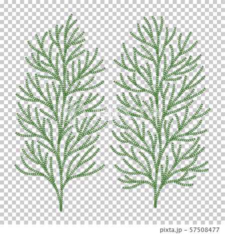 ヒバの木の葉っぱ ベクター イラスト ヒバの木の葉っぱ ベクター イラスト 57508477
