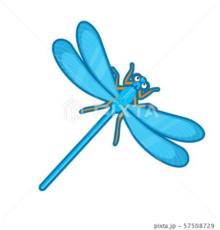 Vector illustration of blue dragonfly 57508729