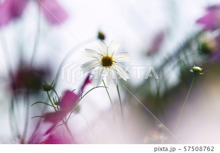 花 花 57508762