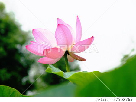 蓮の花 蓮の花 57508765