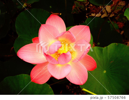 蓮の花 蓮の花 57508766