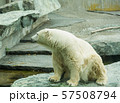 Polar bear at the zoo 57508794