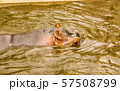 Hippopotamus swims in a swamp 57508799