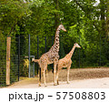 Giraffe family at the zoo 57508803