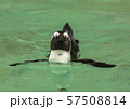 Penguin bird swims 57508814