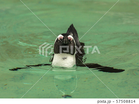 Penguin bird swims 57508814