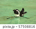 Penguin bird swims 57508816