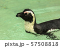 Penguin bird swims 57508818