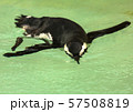 Penguin bird swims 57508819