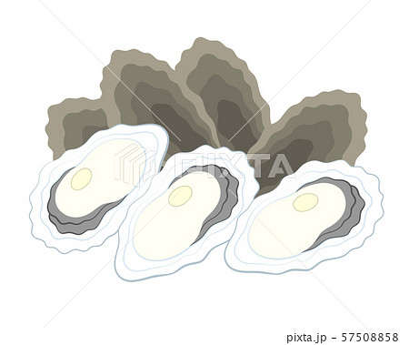 牡蠣 イラストのイラスト素材