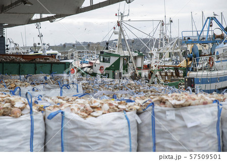 Bags with empty scallop shell for processing and boats for catching scallops Bags with empty scallop shell for processing and boats for catching scallops 57509501