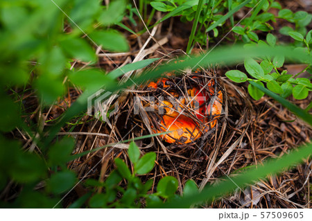 orange russula hid under forest debris a 57509605