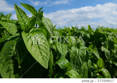 藍の畑 藍の畑 57509917