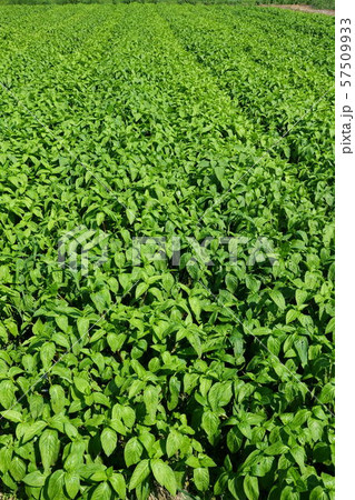 藍の畑 藍の畑 57509933