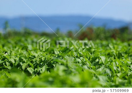 藍の畑 57509969