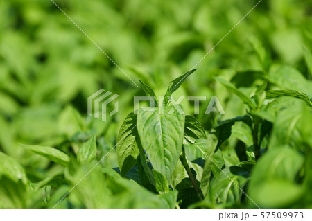 藍の畑 藍の畑 57509973