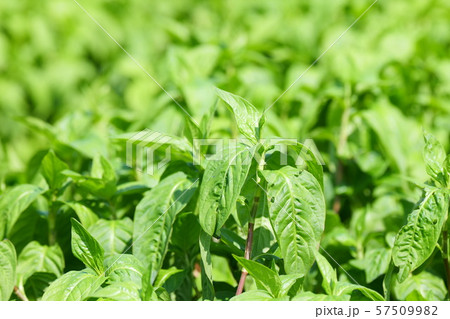 藍の畑 藍の畑 57509982