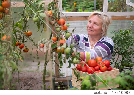 Mature woman harvesting fresh tomatoes in her garden green house 57510008
