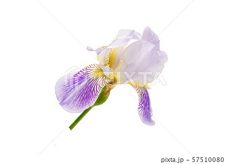 Purple iris with no background 57510080