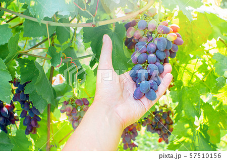 ripe black grapes harvest vineyard 57510156