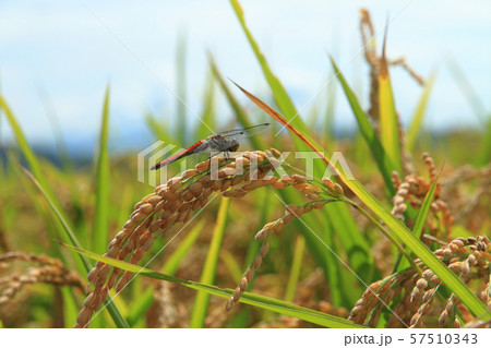 実りの秋　稲穂と赤とんぼ 57510343