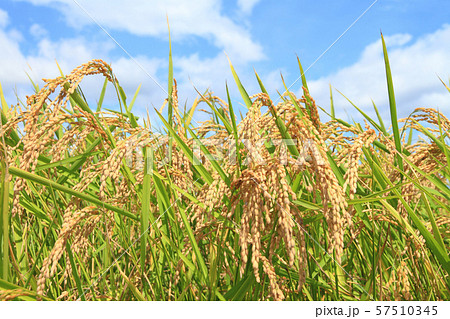 稲穂　実りの秋 57510345