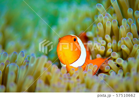 カクレクマノミ カクレクマノミ 57510662