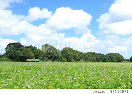 真岡鐵道「広大なそば畑と秋晴れの空を背景に」 57510671