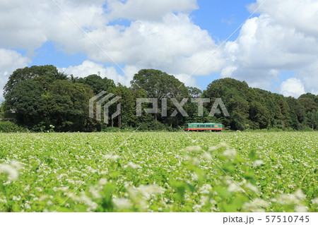 真岡鐵道「秋空とそば畑を行く単行列車」 57510745