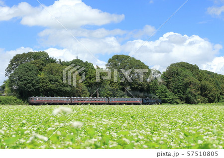 SLもおか号「そば畑と秋晴れの空を背景に」 SLもおか号「そば畑と秋晴れの空を背景に」 57510805