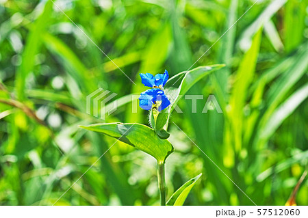 青色のツユクサの花 57512060