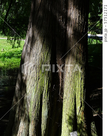 Zagreb Botanical garden by summer Zagreb Botanical garden by summer 57512171