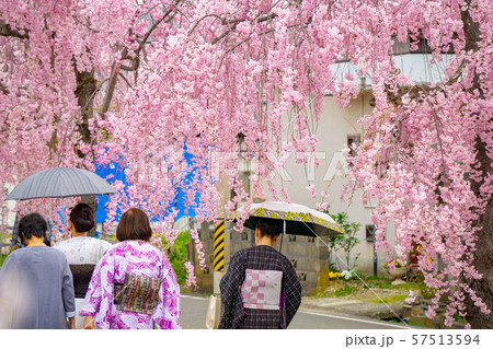 さくらと和服 57513594