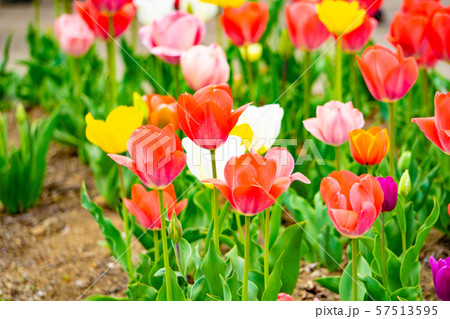 チューリップ チューリップ 57513595