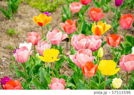 チューリップ チューリップ 57513596
