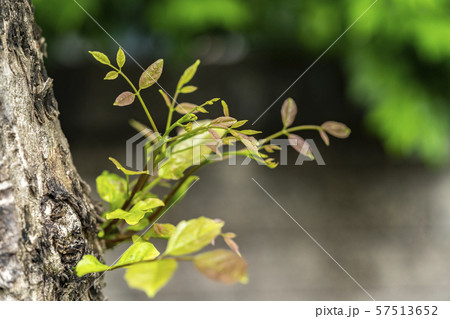 Small new branch growing on tree Small new branch growing on tree 57513652