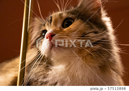 見上げる猫 57513898