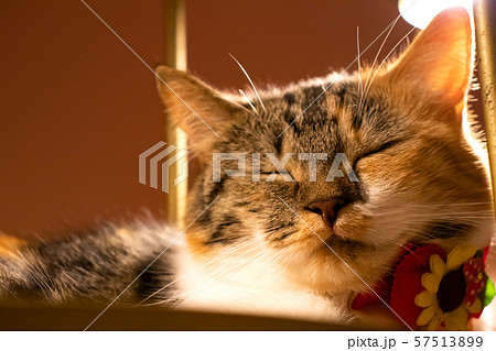 寝ている猫 57513899