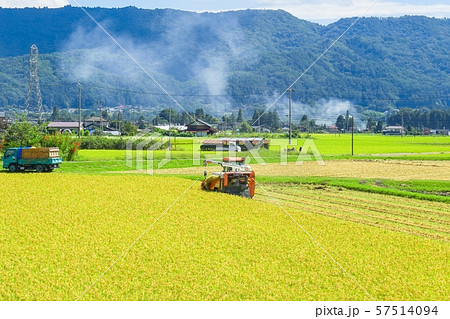 稲刈り 57514094