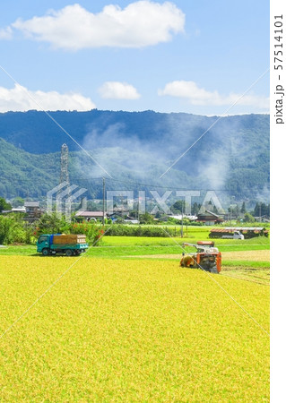稲刈り 57514101