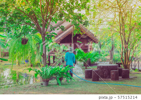Senior man watering plants with hose and working in garden. Summer evening in countryside house. Senior man watering plants with hose and working in garden. Summer evening in countryside house. 57515214