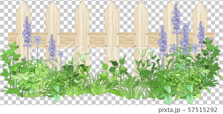 ブルーサルビアと木の柵 57515292
