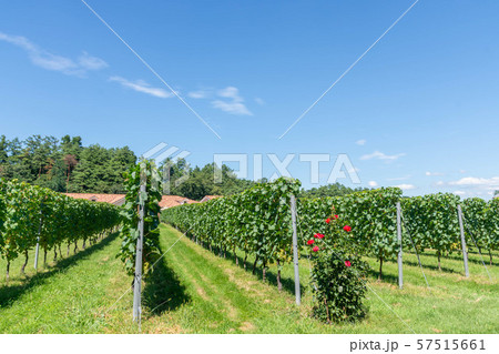 ワイナリーのぶどう畑 ワイナリーのぶどう畑 57515661